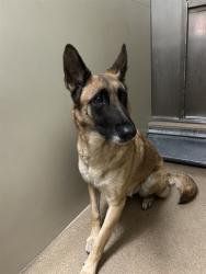 Shelter Stray Female Dog last seen AUSTELL WAY/FERNRIDEGE DR, 95828, 3839 Bradshaw Rd, Sacramento, CA 95827, USA