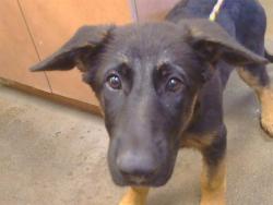 Shelter Stray Male Dog last seen ELVERTA RAIL WAY/ARLINGDALE CIR, RIO LINDA CA 95673, 3839 Bradshaw Rd, Sacramento, CA 95827, USA