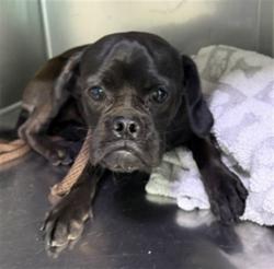 Shelter Stray Unknown Dog last seen , 4275 Elton St, Baldwin Park, CA 91706, USA