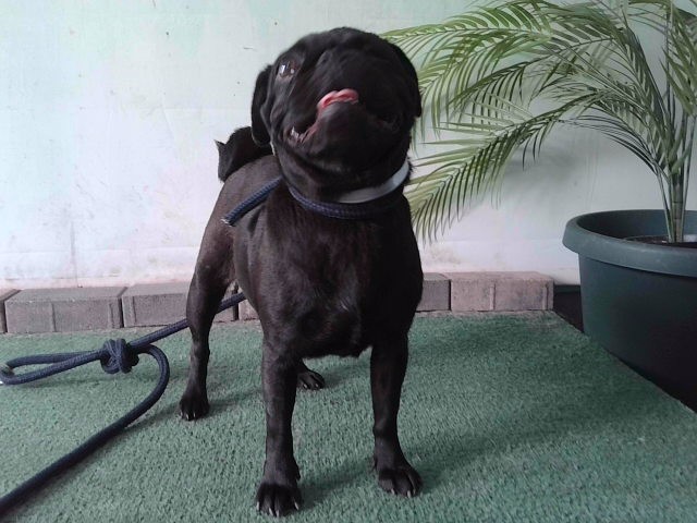 Shelter Stray Female Dog last seen , 4275 Elton St, Baldwin Park, CA 91706, USA
