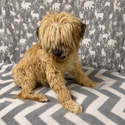 Shelter Stray Male Dog last seen , 38550 Sierra Hwy, Palmdale, CA 93550, USA
