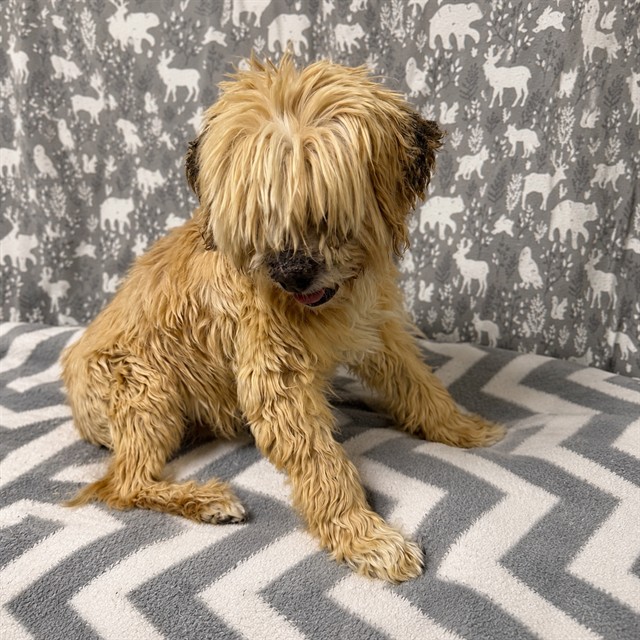 Shelter Stray Male Dog last seen , 38550 Sierra Hwy, Palmdale, CA 93550, USA