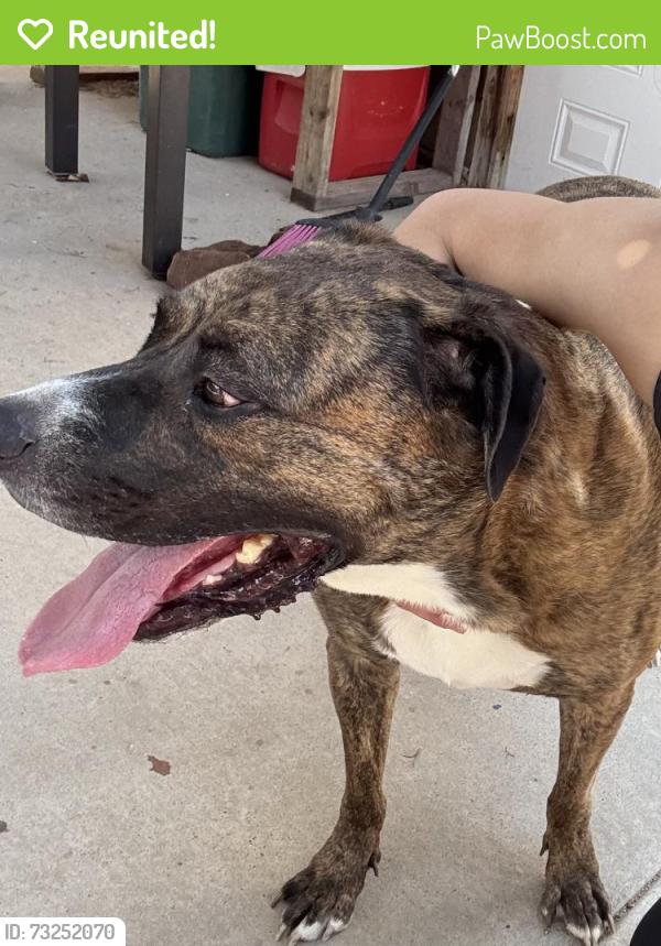 Reunited Male Dog last seen Bob Mitchell & Dean Jones, El Paso, TX 79936