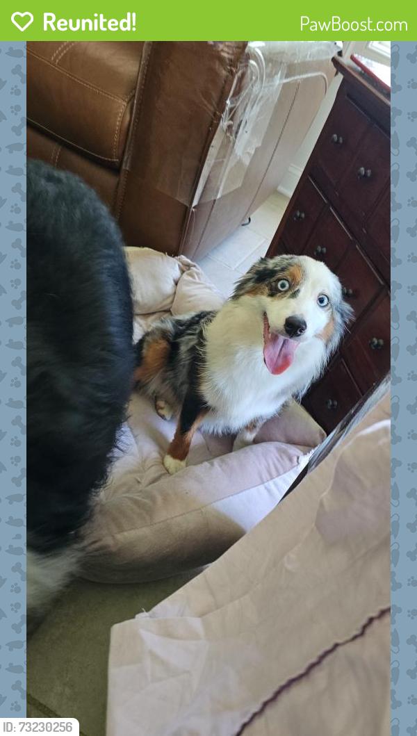 Reunited Female Dog last seen Sudley rd and Main street, Manassas, VA 20110