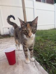 Found/Stray Female Cat last seen Ocean Ave, Staten Island, NY 10305