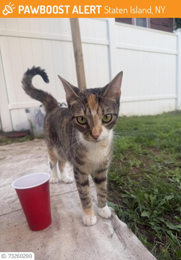 Found/Stray Female Cat last seen Ocean Ave, Staten Island, NY 10305