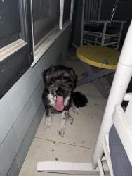 Found/Stray Male Dog last seen Kingstree drive, Fayetteville, NC 28304