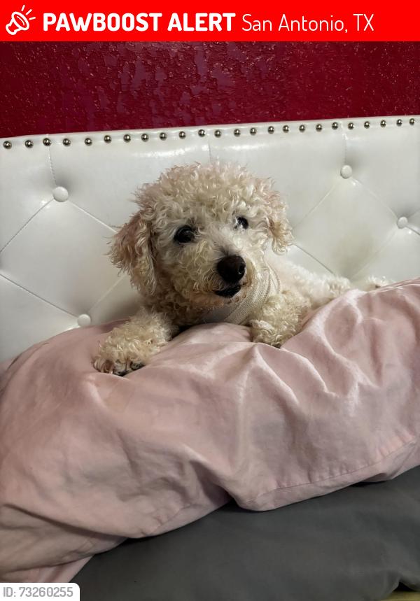 Lost Female Dog last seen Royal ridge subdivision, San Antonio, TX 78239