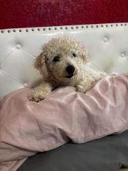 Lost Female Dog last seen Royal ridge subdivision, San Antonio, TX 78239