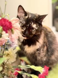 Reunited Female Cat last seen Near Grands Rapids, Spring, TX 77373
