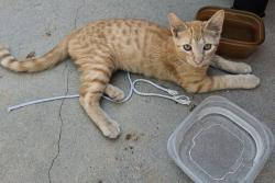 Lost Female Cat last seen Between Budlong and Mariposa, Los Angeles, CA 90044