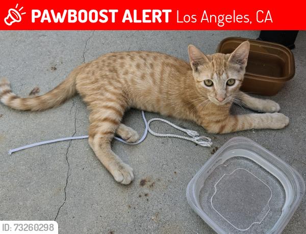 Lost Female Cat last seen Between Budlong and Mariposa, Los Angeles, CA 90044