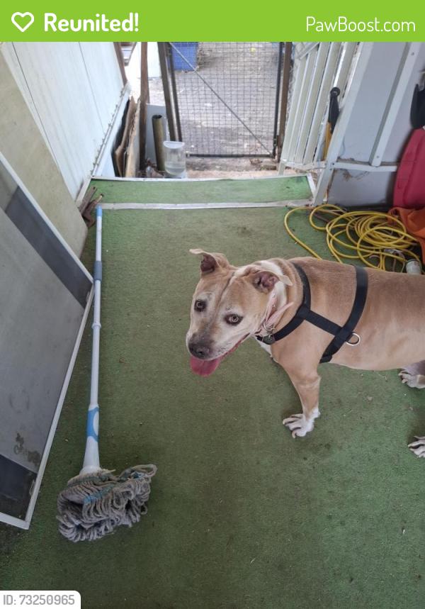 Reunited Female Dog last seen Middle fork, Sun Valley, NV 89433