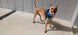 Lost Male Dog last seen Northwest 7 st, Wilton Manors, FL 33311