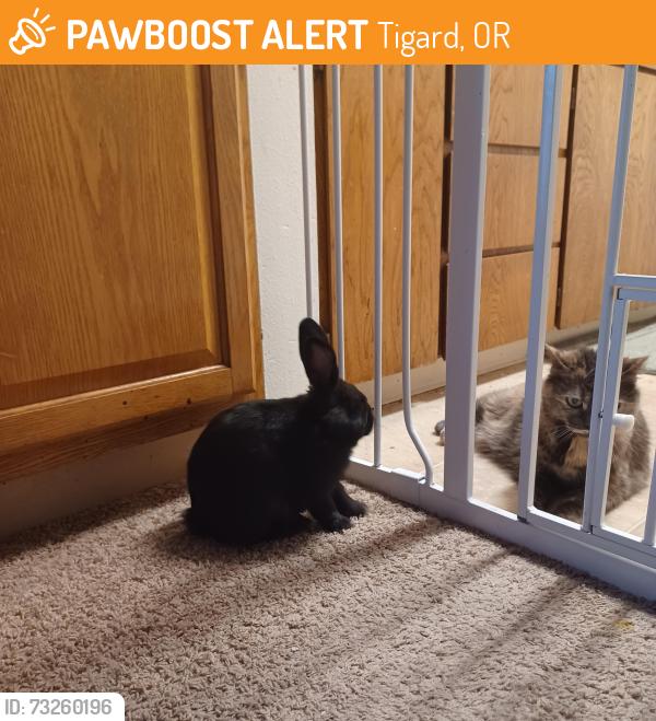 Found/Stray Unknown Rabbit last seen Near SW Spruce St Tigard, OR 97223, Tigard, OR 97223