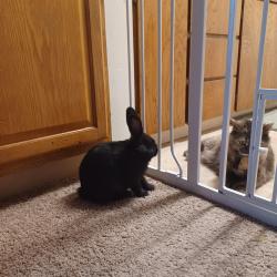 Found/Stray Unknown Rabbit last seen Near SW Spruce St Tigard, OR 97223, Tigard, OR 97223
