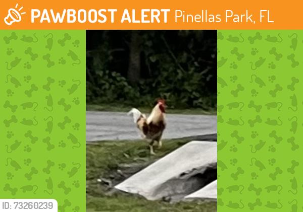 Found/Stray Male Bird last seen 94th Ave 63rd st, Pinellas Park, FL 33782