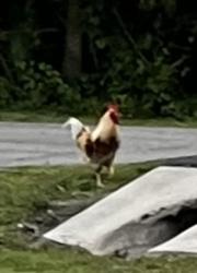 Found/Stray Male Bird last seen 94th Ave 63rd st, Pinellas Park, FL 33782