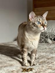 Reunited Male Cat last seen Bristol St and W Segerstrom, Santa Ana, CA 92704
