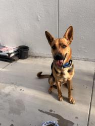 Found/Stray Male Dog last seen Hill Ave and Iris St in Anaheim, Anaheim, CA 92805