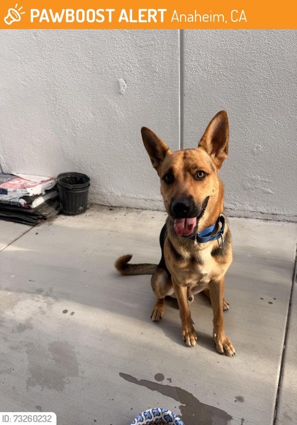 Found/Stray Male Dog last seen Hill Ave and Iris St in Anaheim, Anaheim, CA 92805