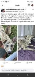Found/Stray Male Dog last seen Stateline, Texarkana, TX 75501