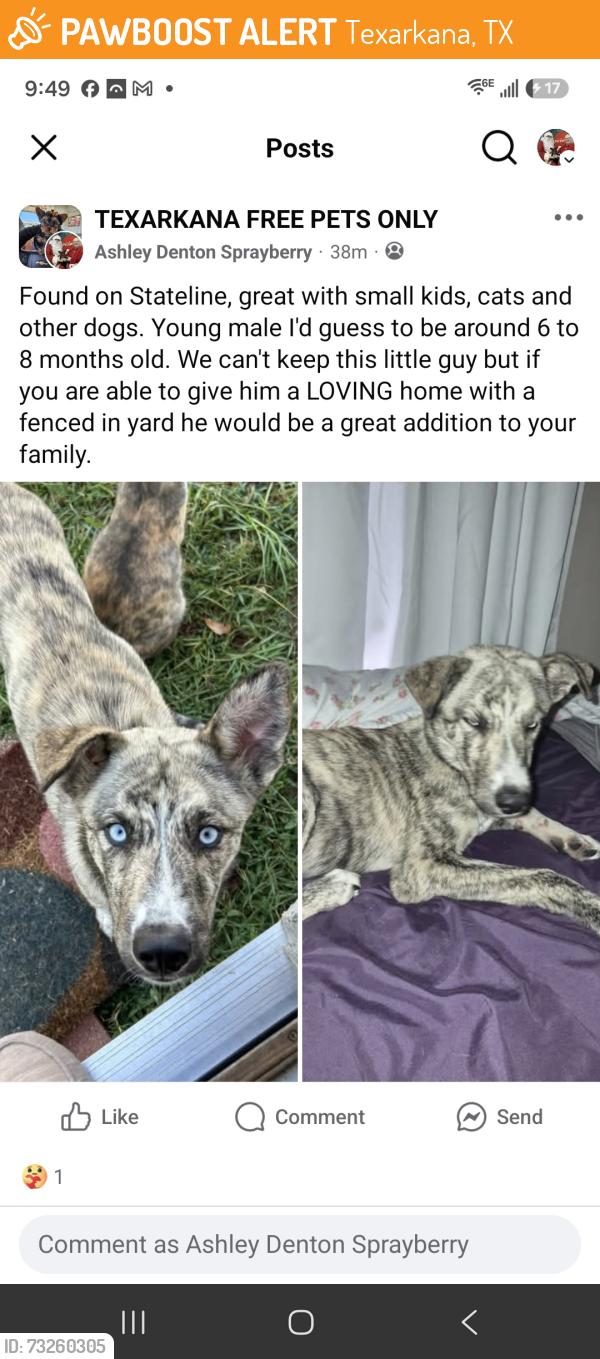 Found/Stray Male Dog last seen Stateline, Texarkana, TX 75501