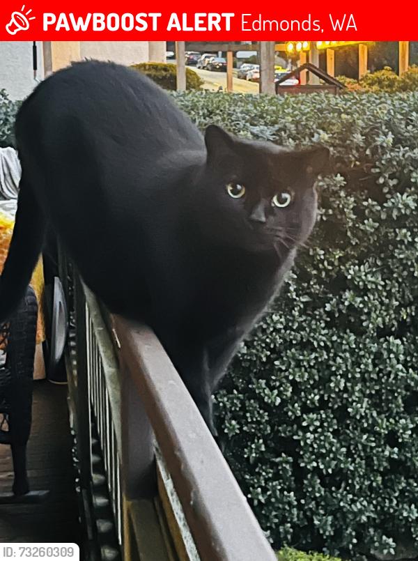 Lost Male Cat last seen Forsyth and fifth, Edmonds, WA 98020