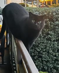 Lost Male Cat last seen Forsyth and fifth, Edmonds, WA 98020