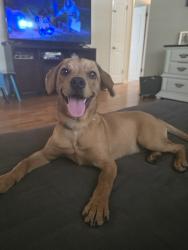 Reunited Male Dog last seen Keene and Lakeview, Clearwater, FL 33756