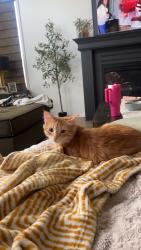 Lost Female Cat last seen Rosewood, Walnut, Grain Valley, MO 64029