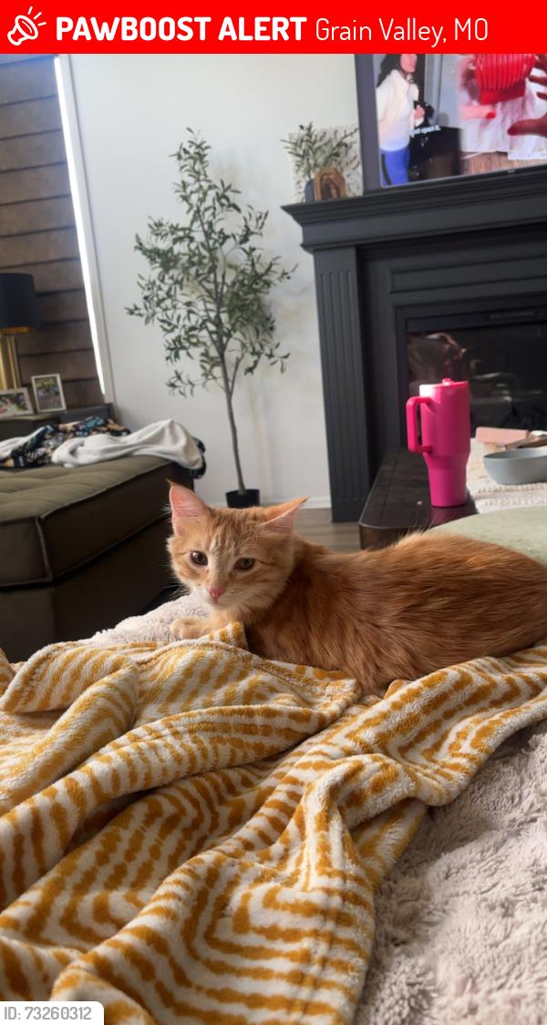 Lost Female Cat last seen Rosewood, Walnut, Grain Valley, MO 64029