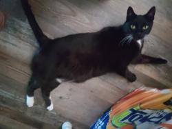 Lost Male Cat last seen Rosecrest & Mayhew, Sacramento, CA 95826