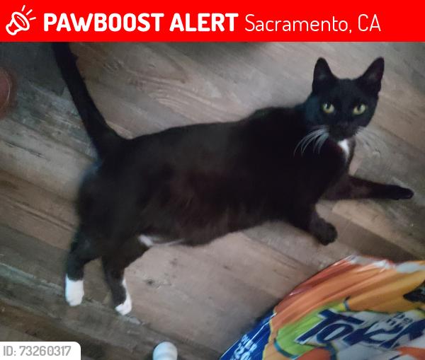 Lost Male Cat last seen Rosecrest & Mayhew, Sacramento, CA 95826