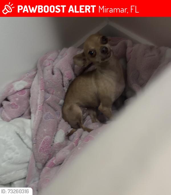 Lost Female Dog last seen SW 51ST CT, Miramar, FL 33027