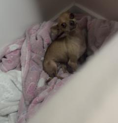Lost Female Dog last seen SW 51ST CT, Miramar, FL 33027