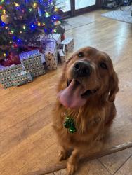 Lost Male Dog last seen Landenberg Pa, Landenberg, PA 19350