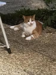Found/Stray Unknown Cat last seen Lloyd road and fuller ave, Cleveland, OH 44132
