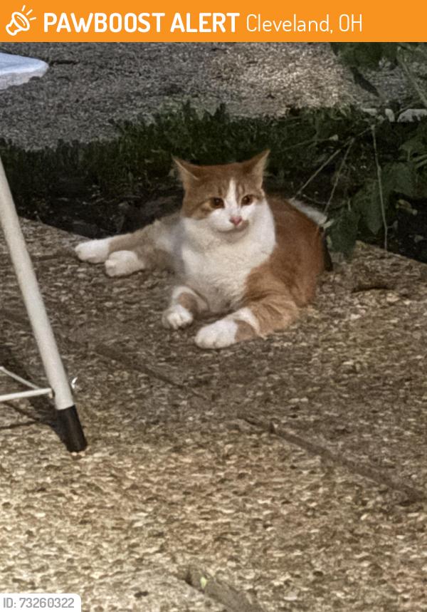 Found/Stray Unknown Cat last seen Lloyd road and fuller ave, Cleveland, OH 44132