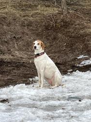 Reunited Female Dog last seen Timothy Road, Athens, GA 30606