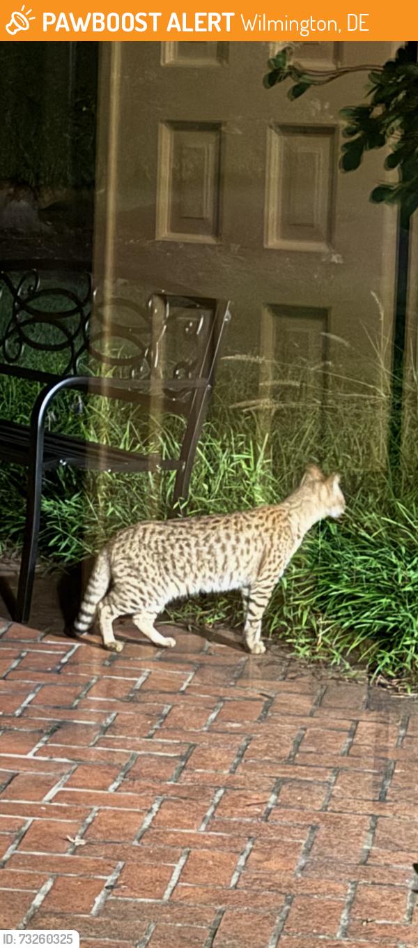 Found/Stray Unknown Cat last seen Kirk road, Wilmington, DE 19807