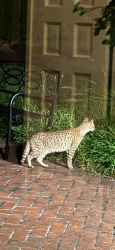 Found/Stray Unknown Cat last seen Kirk road, Wilmington, DE 19807