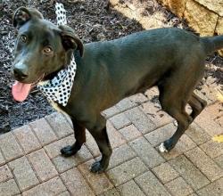 Shelter Stray Male Dog last seen , 75149, TX, 1650 Gross Rd, Mesquite, TX 75149, USA