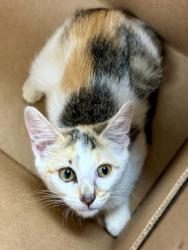 Shelter Stray Female Cat last seen Near Forest Path Stone Mountain, GA 30088, 30088, GA, 3280 Chamblee Dunwoody Rd, Chamblee, GA 30341, USA