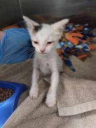 Shelter Stray Female Cat last seen coin mart laundry, Oakland, CA, 1101 29th Ave, Oakland, CA 94601, USA