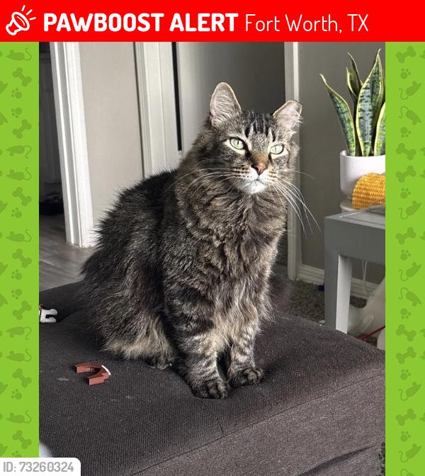 Lost Male Cat last seen old denton rd, Fort Worth, TX 76131
