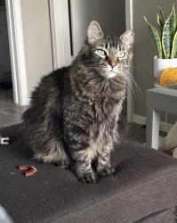 Lost Male Cat last seen old denton rd, Fort Worth, TX 76131