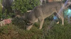Found/Stray Unknown Dog last seen 4th, Dundee, FL 33838