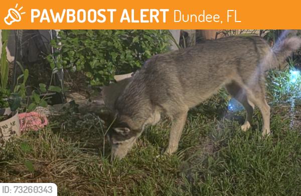 Found/Stray Unknown Dog last seen 4th, Dundee, FL 33838