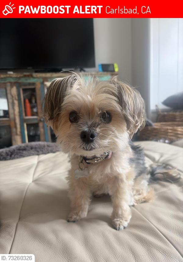 Lost Female Dog last seen Near Bolero Street, Carlsbad CA, USA, Carlsbad, CA 92009